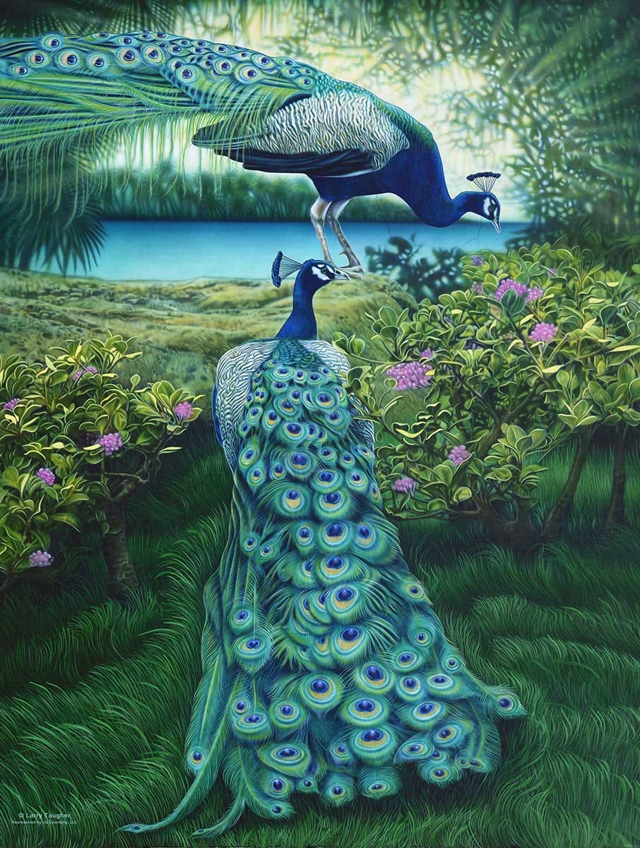 A Pair of Peacocks Birds