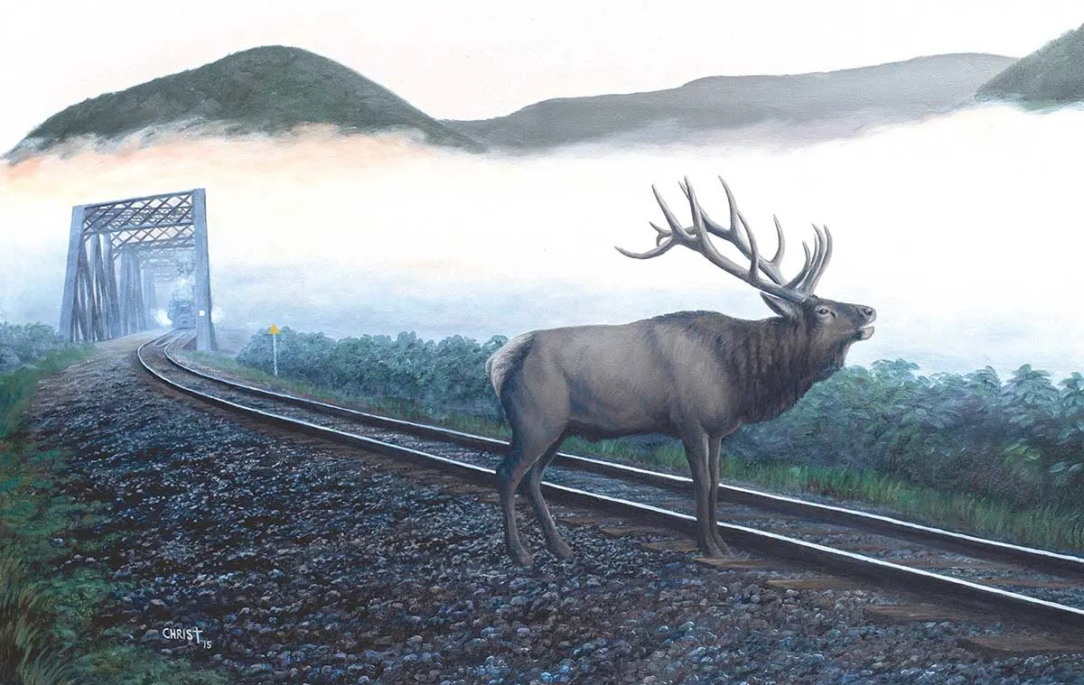 Elk Tracks - Scratch and Dent Animals