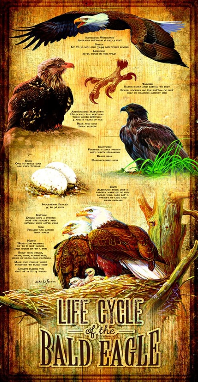 Life Cycle of the Bald Eagle Birds
