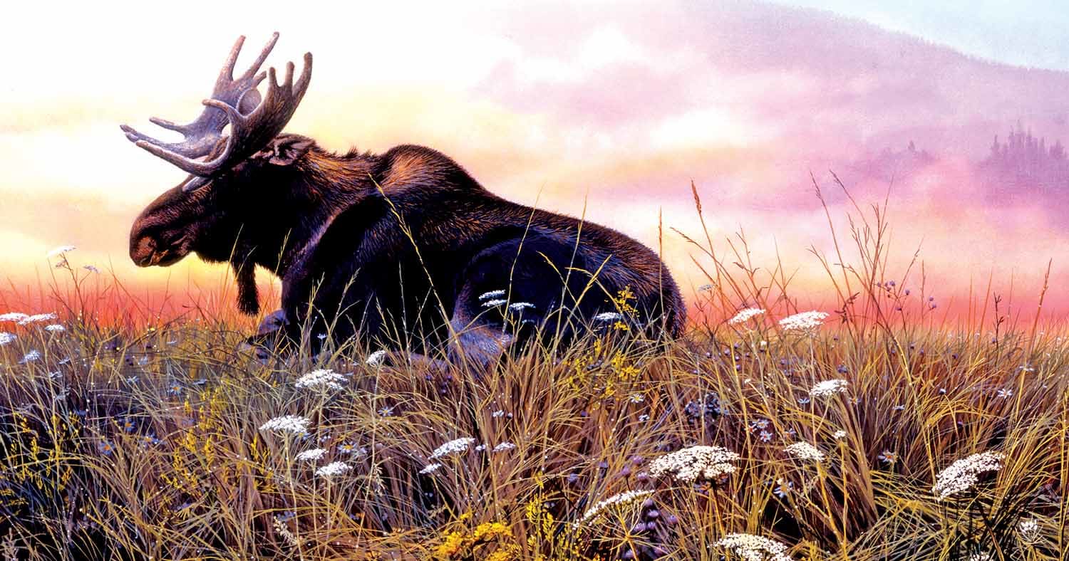 Daybreak Moose Animals