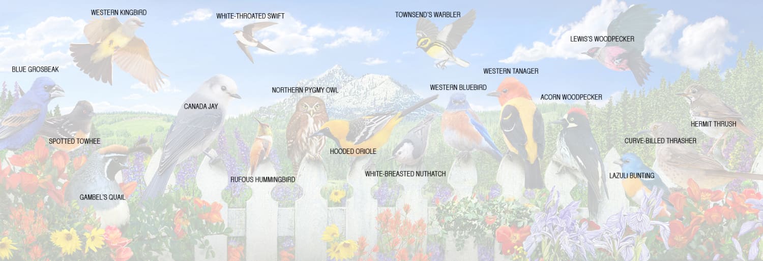 Western Birds