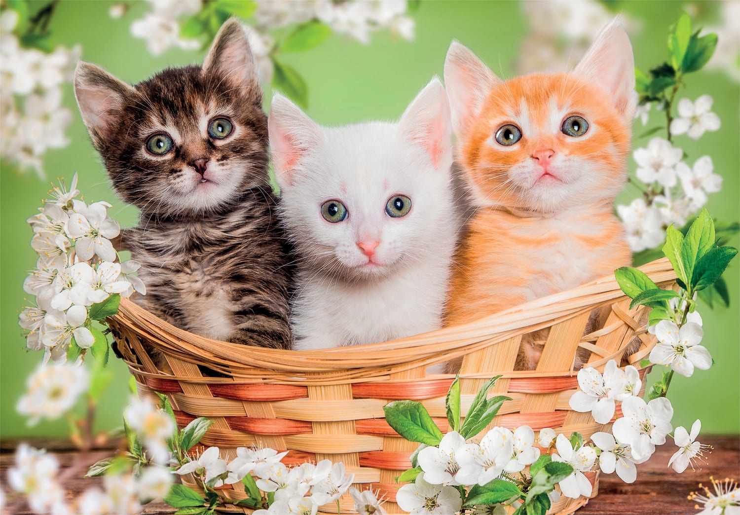 Pzl 2X60 Noli Brothers In Fur