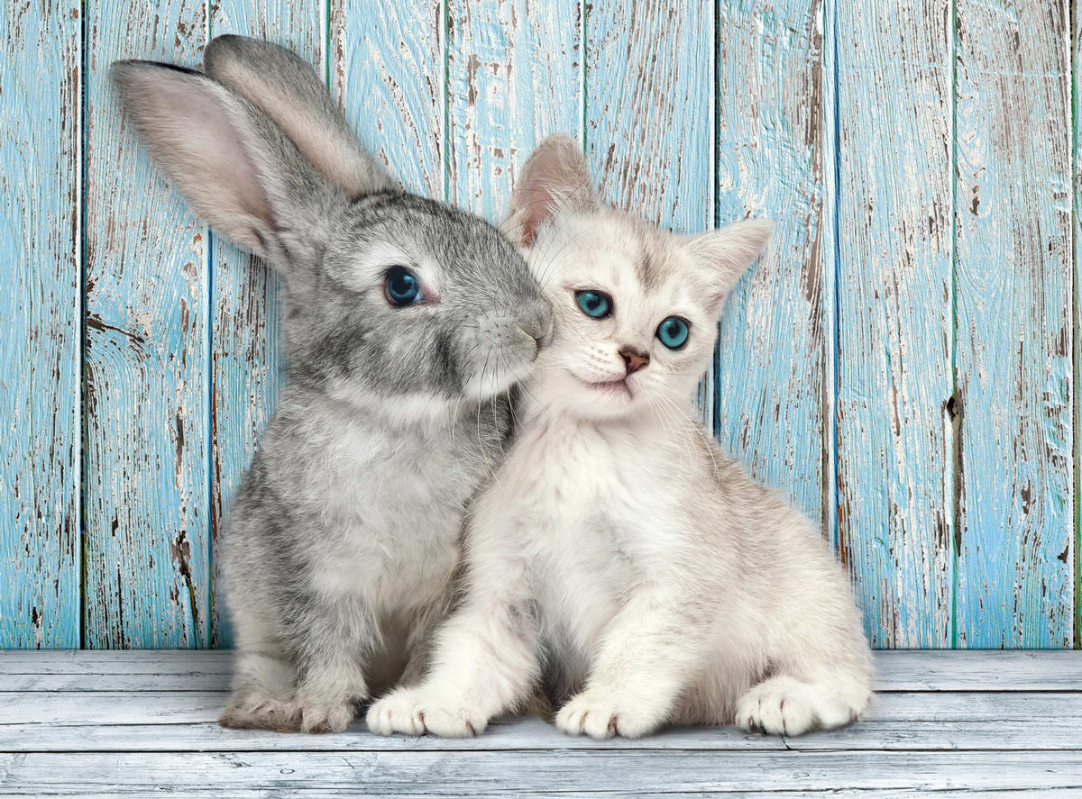 Cat & Bunny Cats
