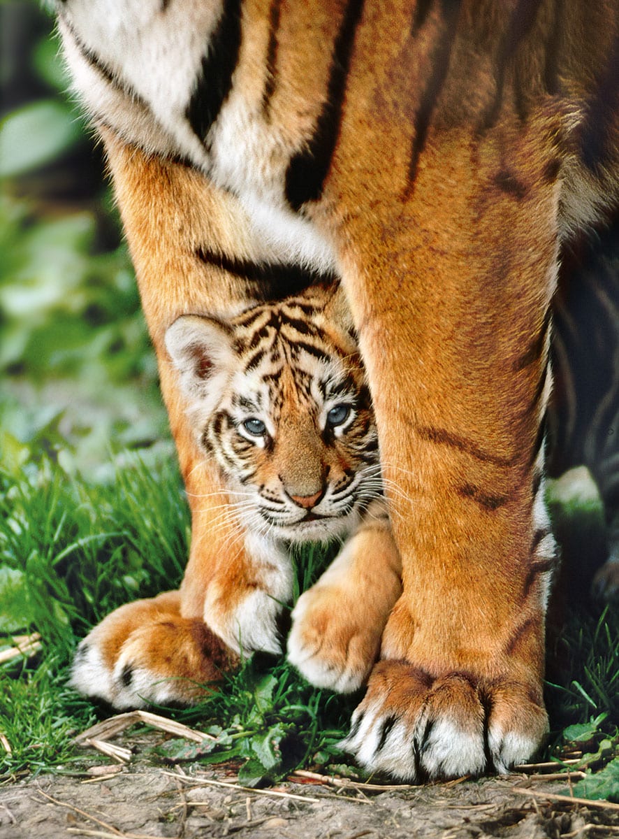 Bengal Tiger Cub Between its Mother's Legs Mother's Day