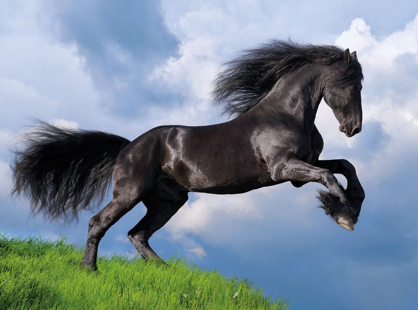 Fresian Black Horse Horse