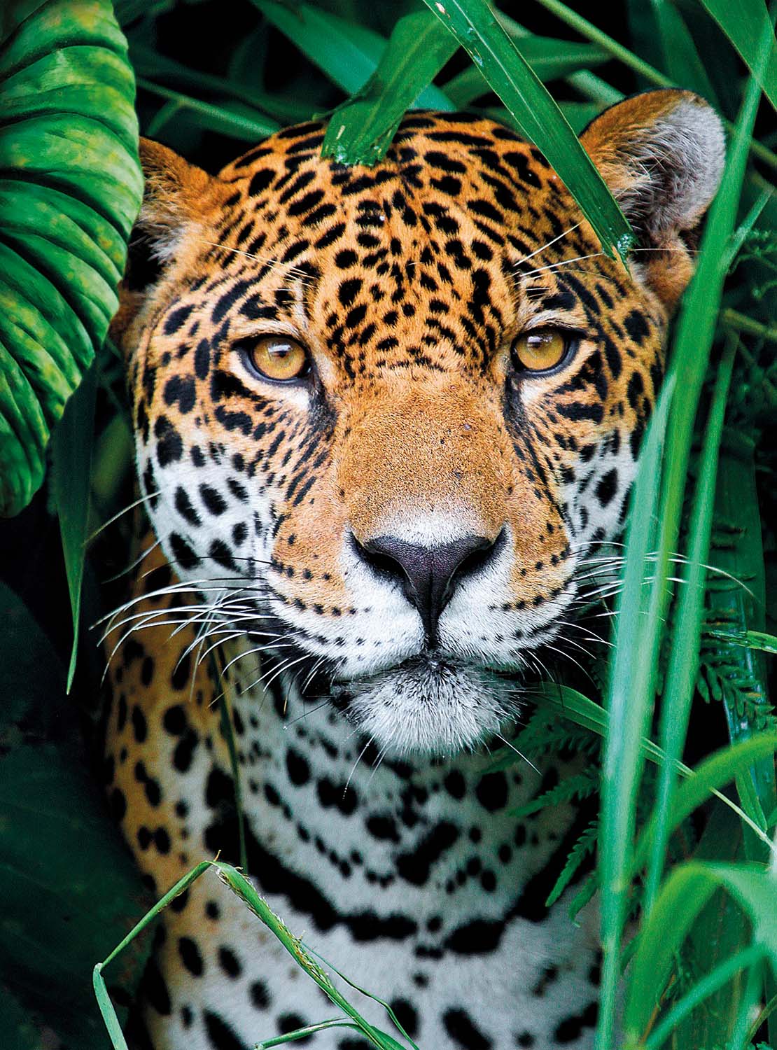 Jaguar in the Jungle Big Cats Jigsaw Puzzle