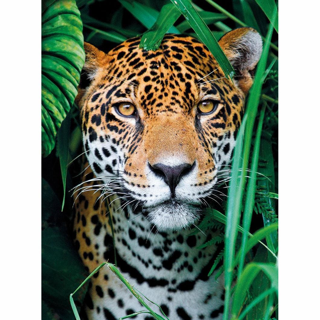 Jaguar in the Jungle - Small Box Jungle Animals