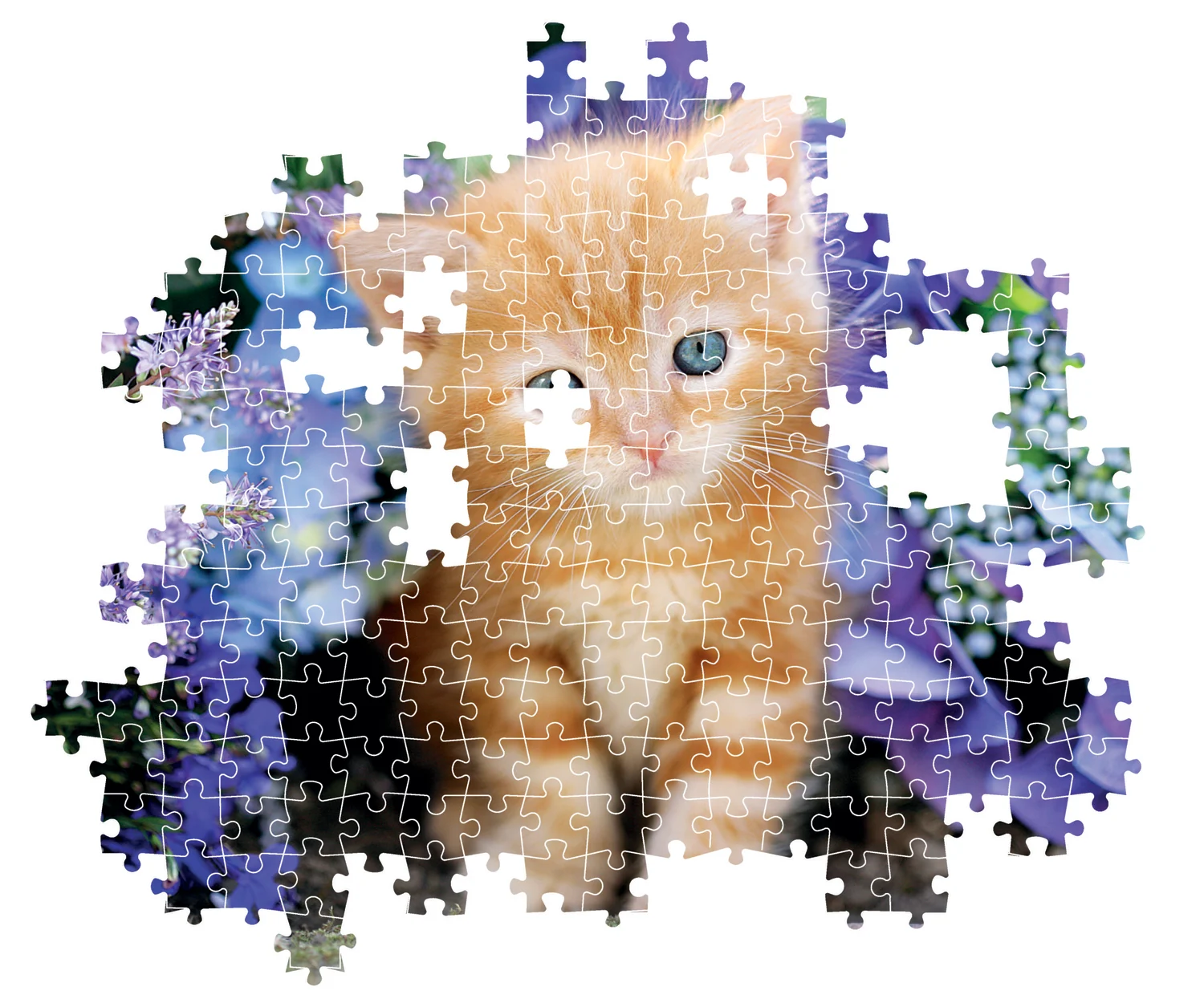 Ginger Cat - Compact Box