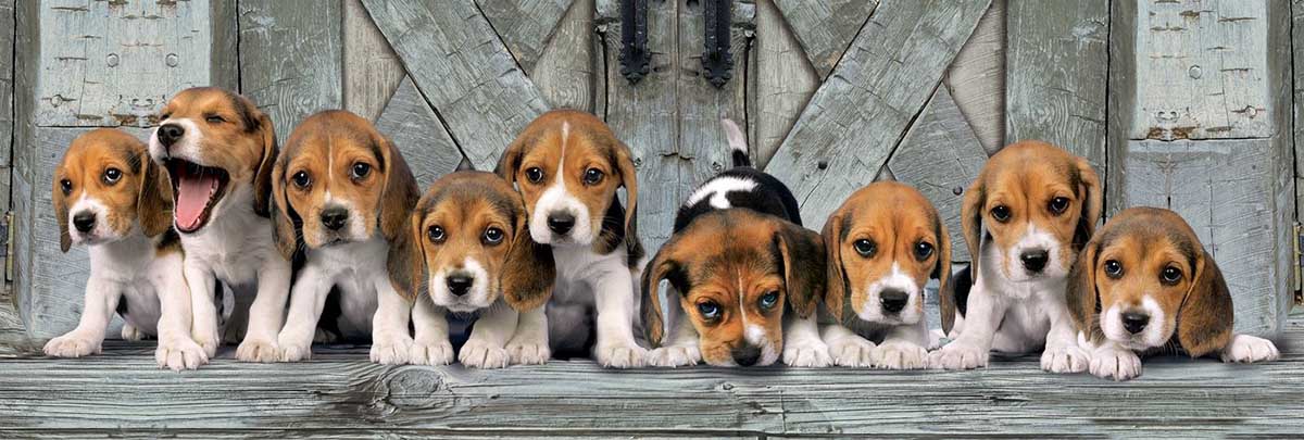 Beagles Dogs Jigsaw Puzzle