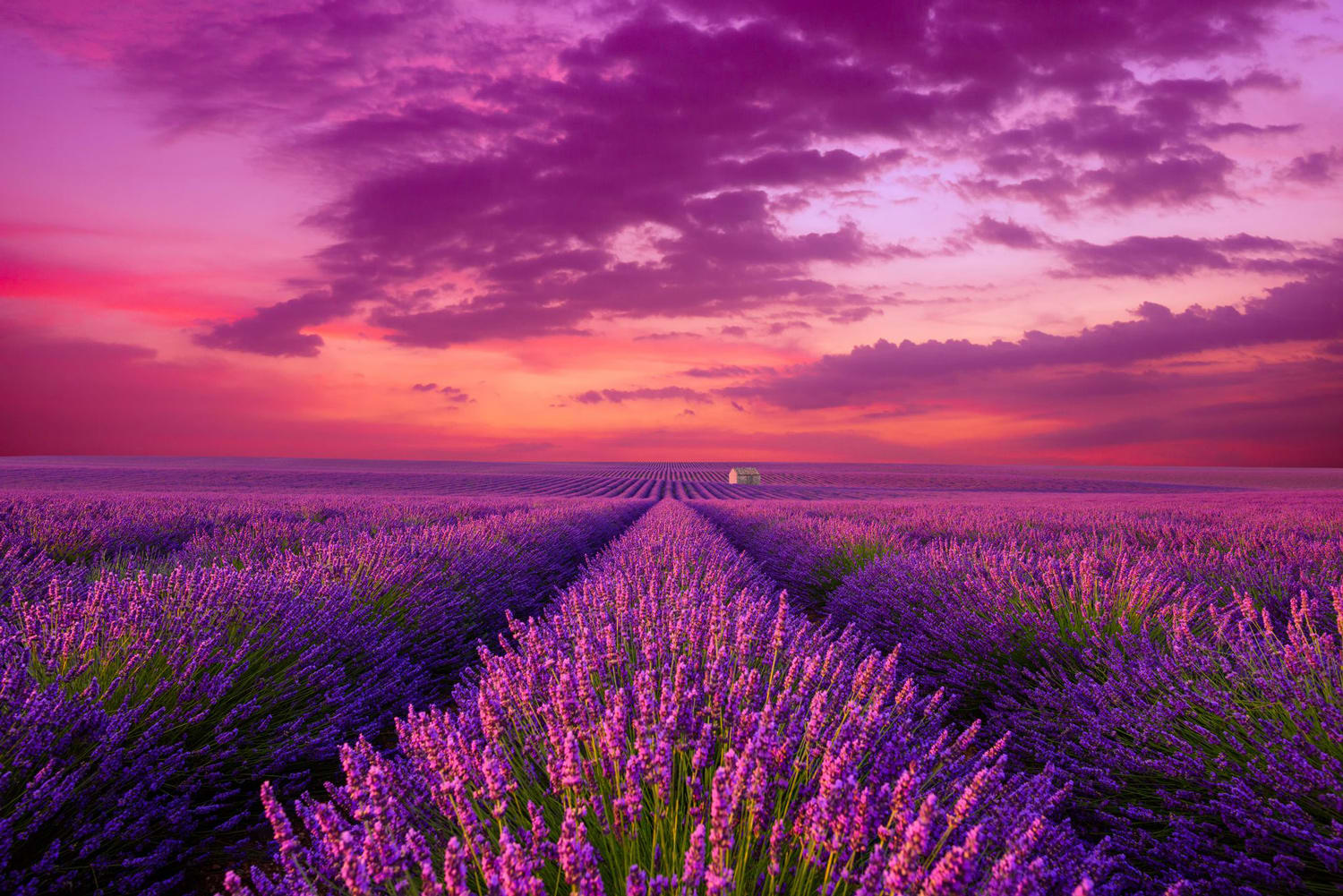 Lavender Field Flower & Garden