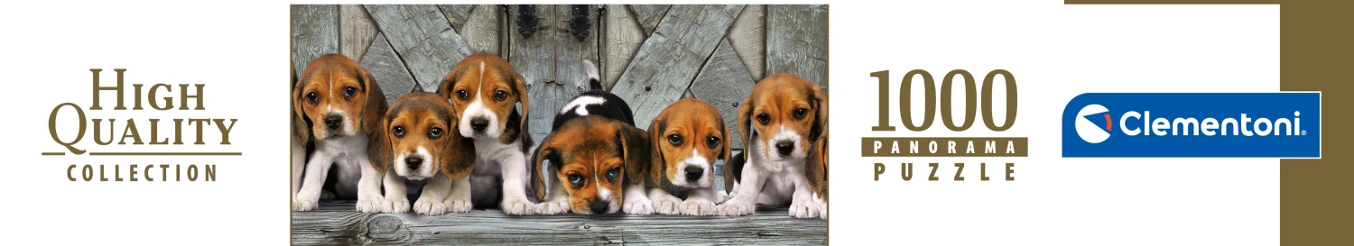Beagles - Compact Box