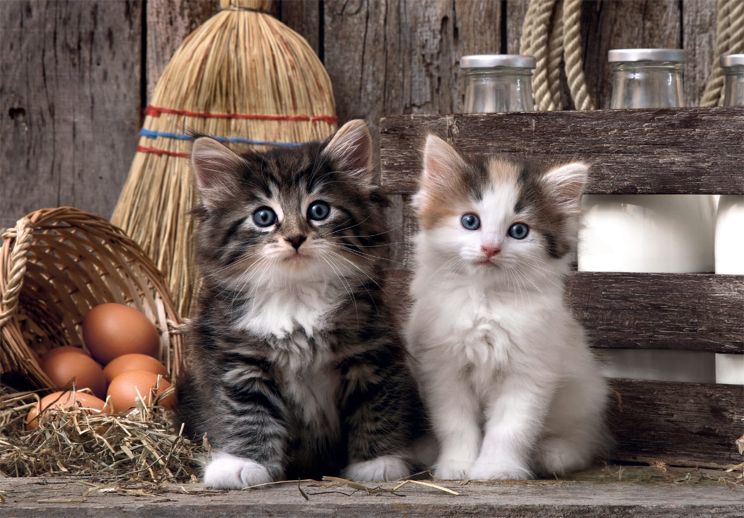 Lovely Kittens - Compact Box