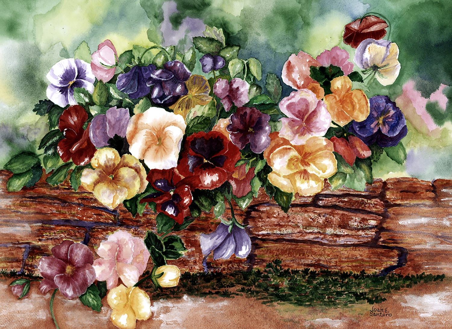 Pansies In Spring Time