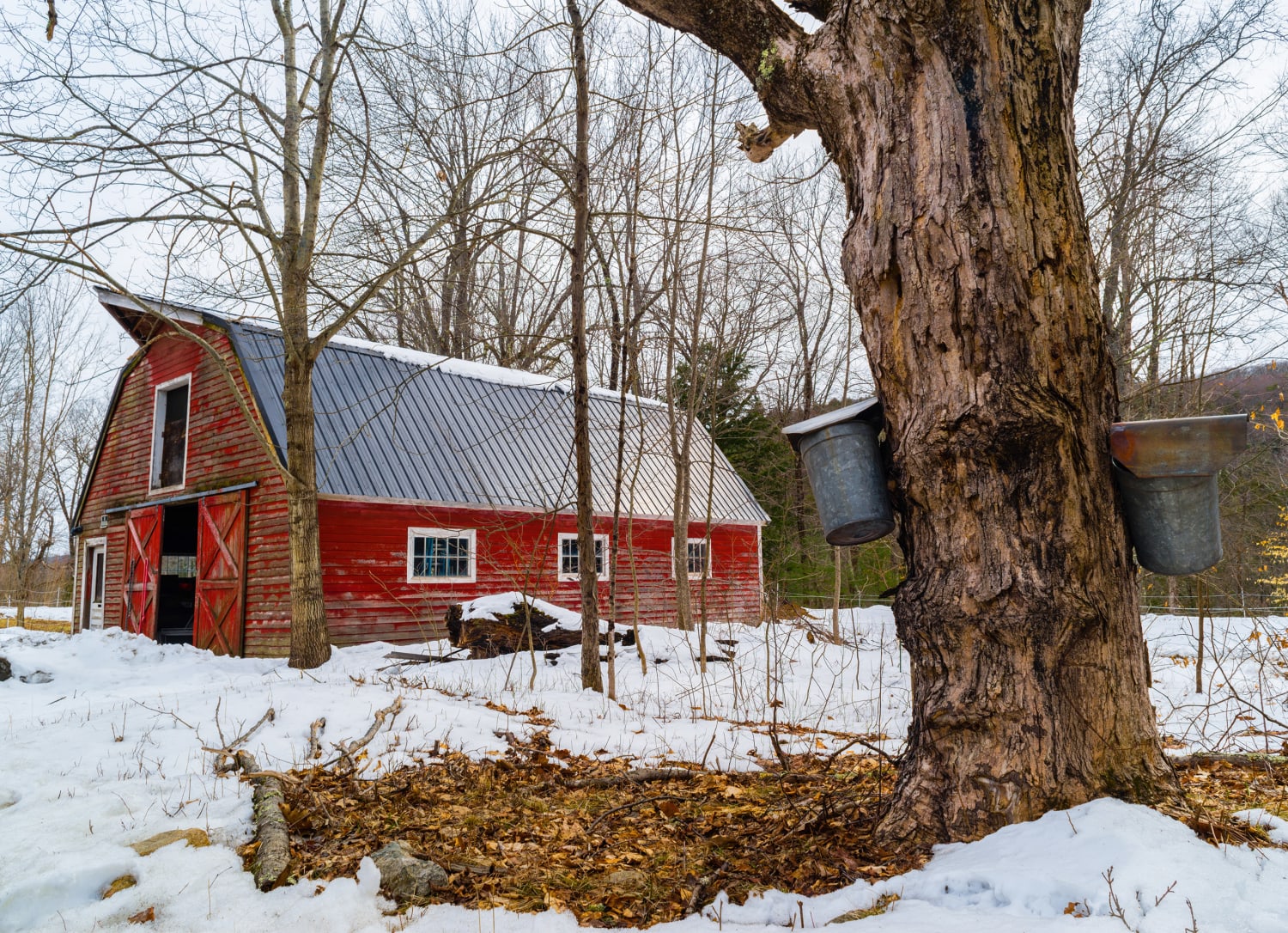 Maple Syrup Farm