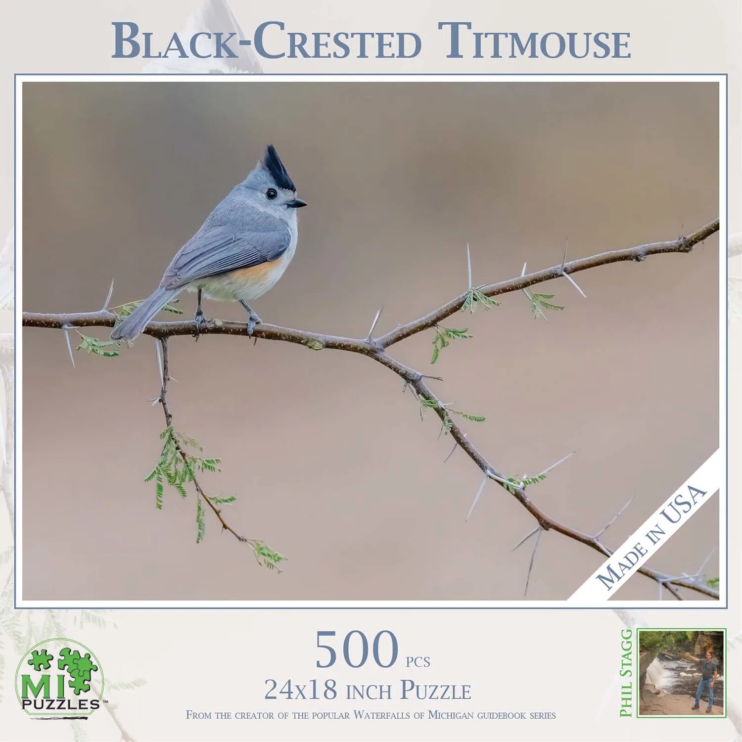 Black-Crested Titmouse Birds