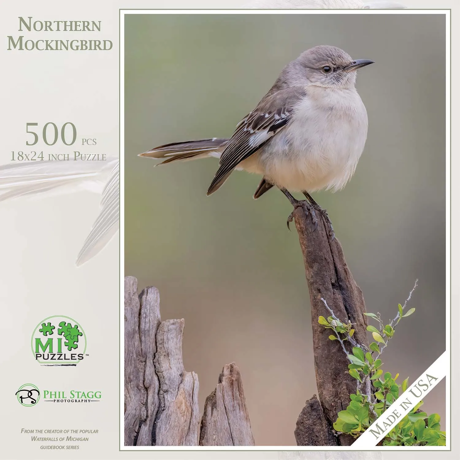 Northern Mockingbird Birds