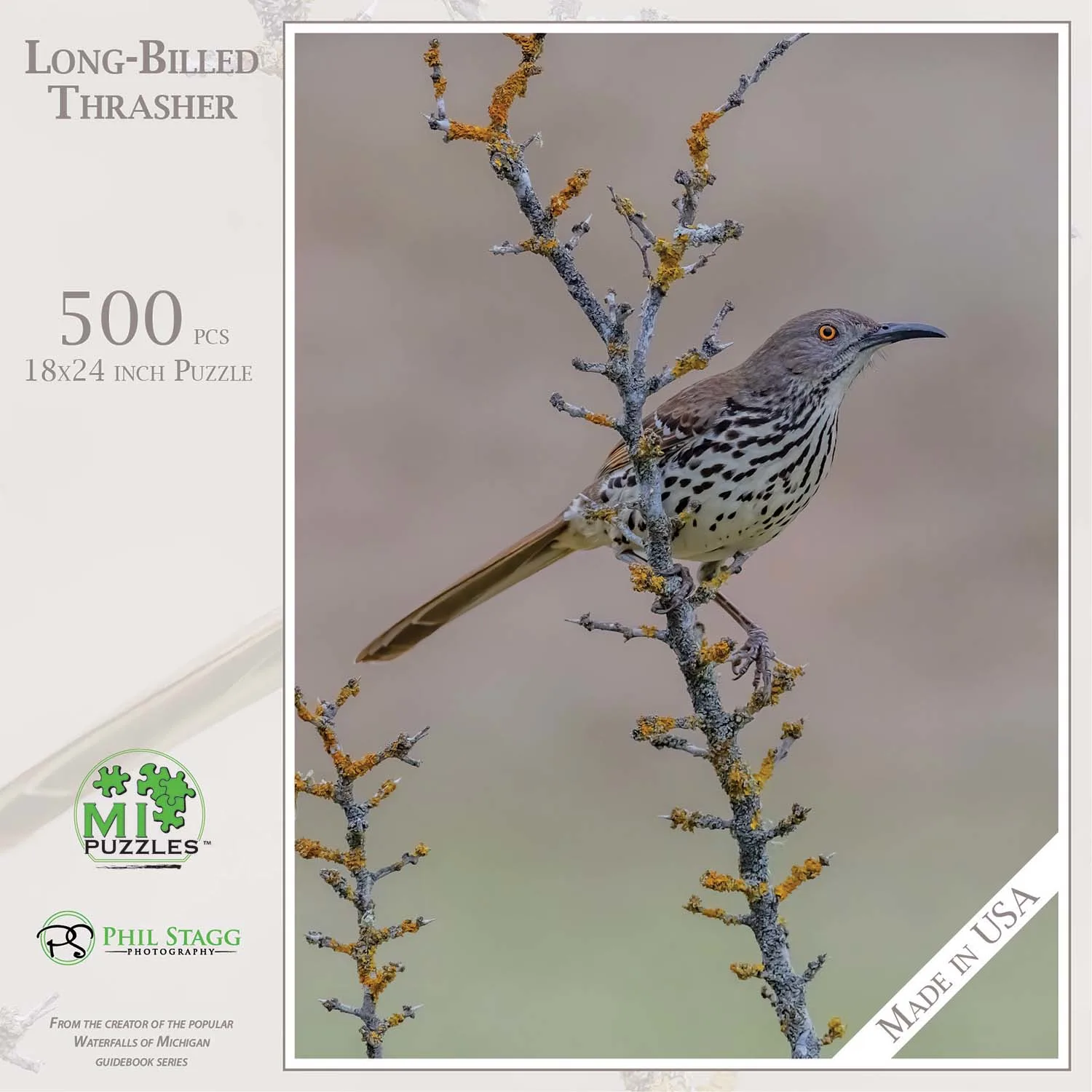 Long-Billed Thrasher Birds