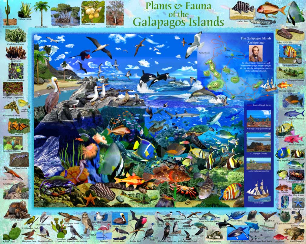 Galapagos Sea Life Jigsaw Puzzle