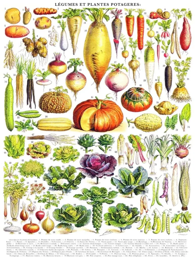 Vegetables Flower & Garden