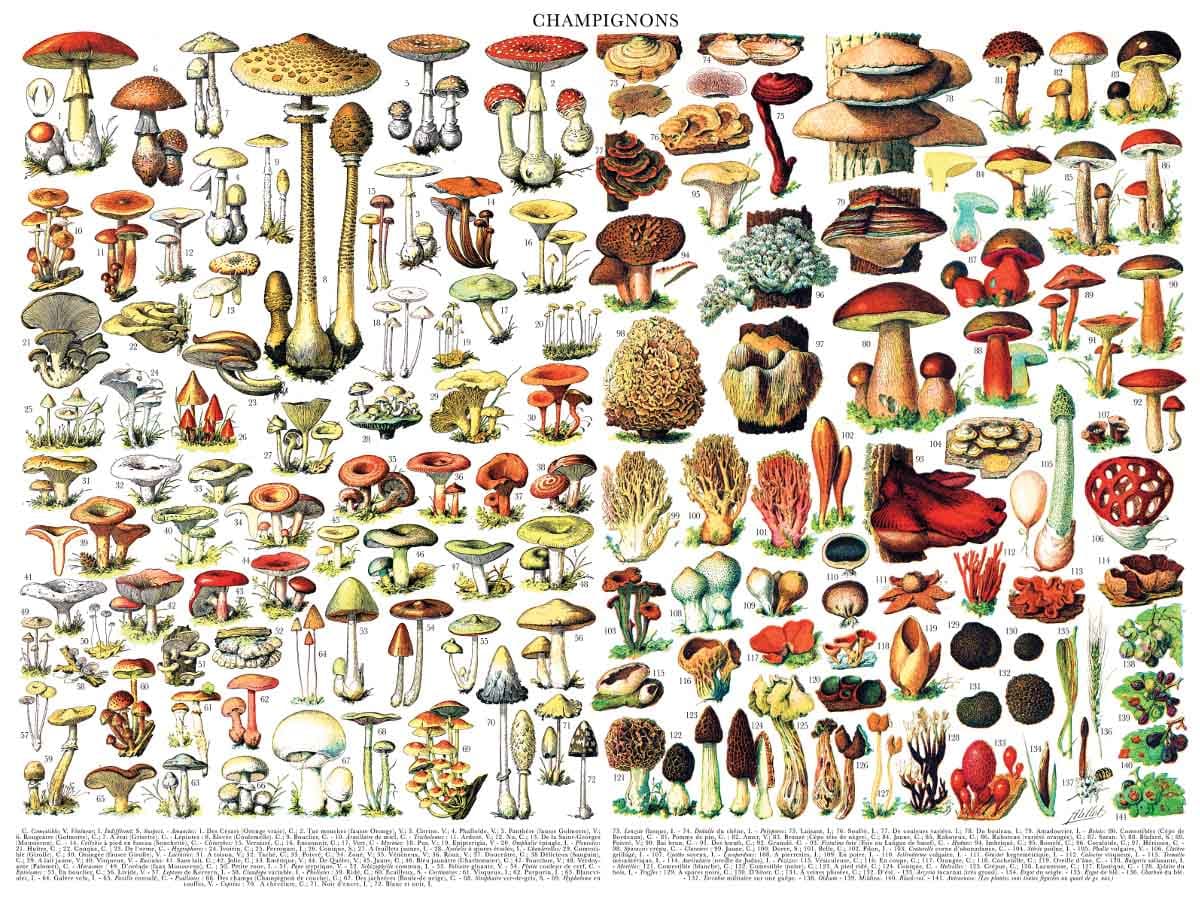 Mushrooms ~ Champignons Collage