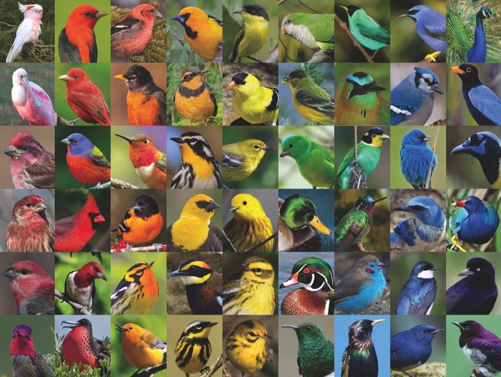 Rainbow of Birds Birds Jigsaw Puzzle