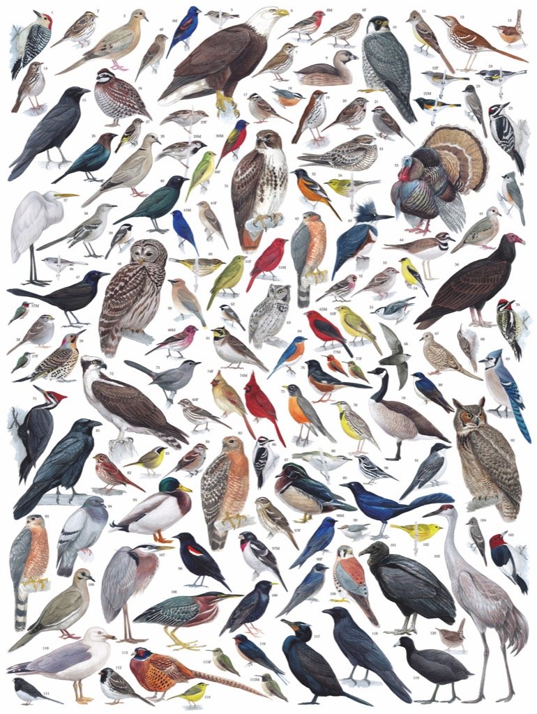 Birds of Eastern/Central North America Birds Jigsaw Puzzle