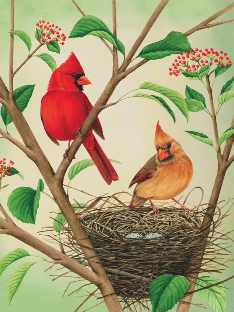 Northern Cardinals Birds