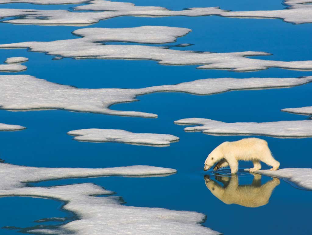 Polar Bear on Ice Bear Jigsaw Puzzle