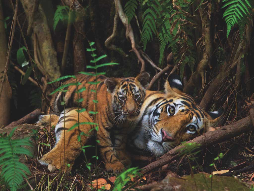 Mother Tiger and Cub Mother's Day Jigsaw Puzzle