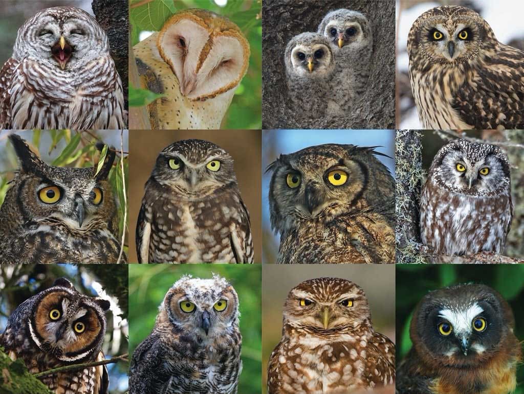 Owls and Owlets Birds