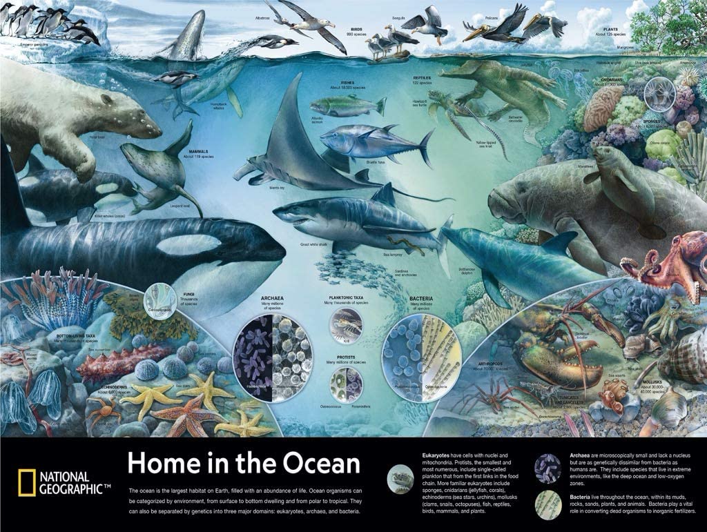 Home in the Ocean Animals Jigsaw Puzzle