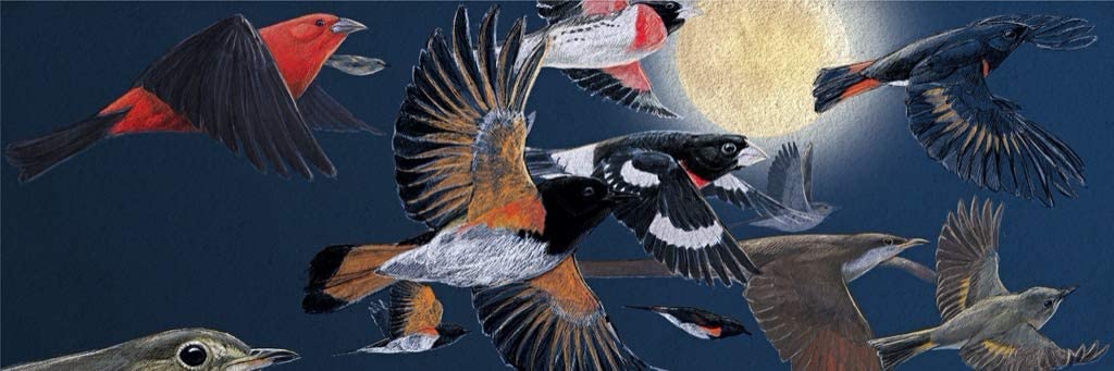 Nocturnal Migration Birds Jigsaw Puzzle