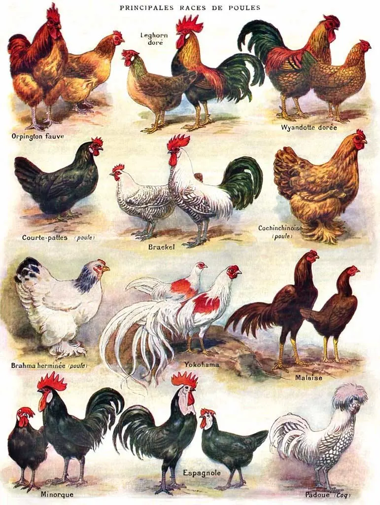 Poules Poultry Farm Animal