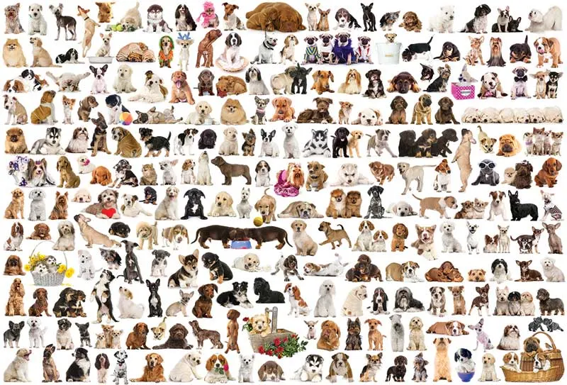 The World of Dogs - Scratch and Dent Dogs
