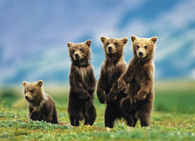 Bear Cubs Standing Forest Animal