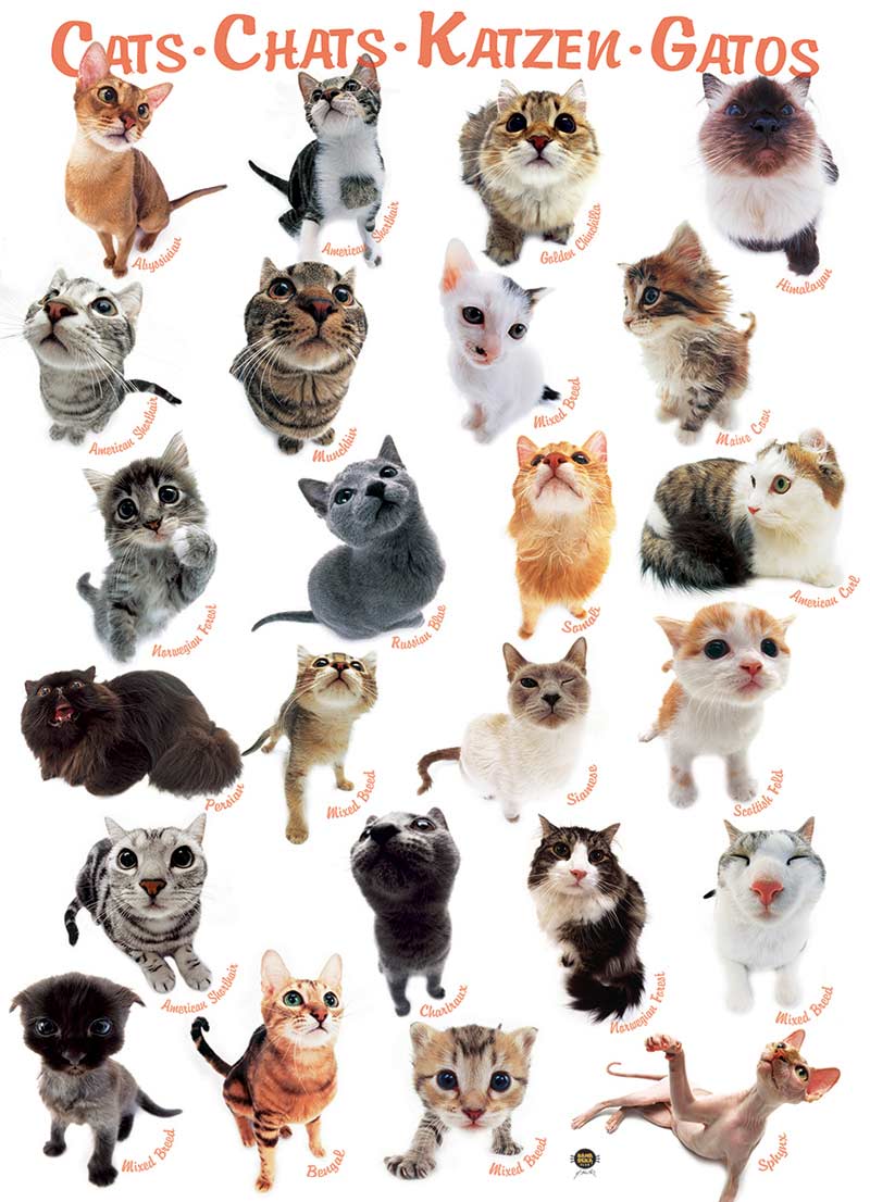 Cats Cats Jigsaw Puzzle