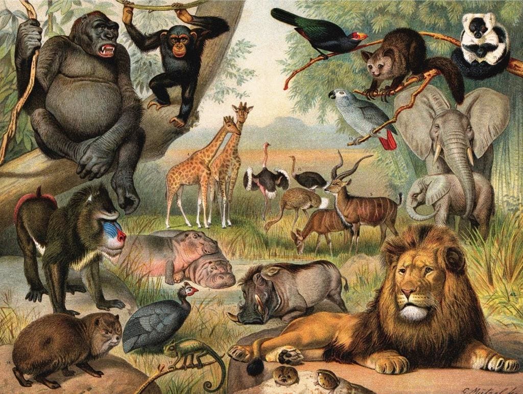 Animals of Africa Animals