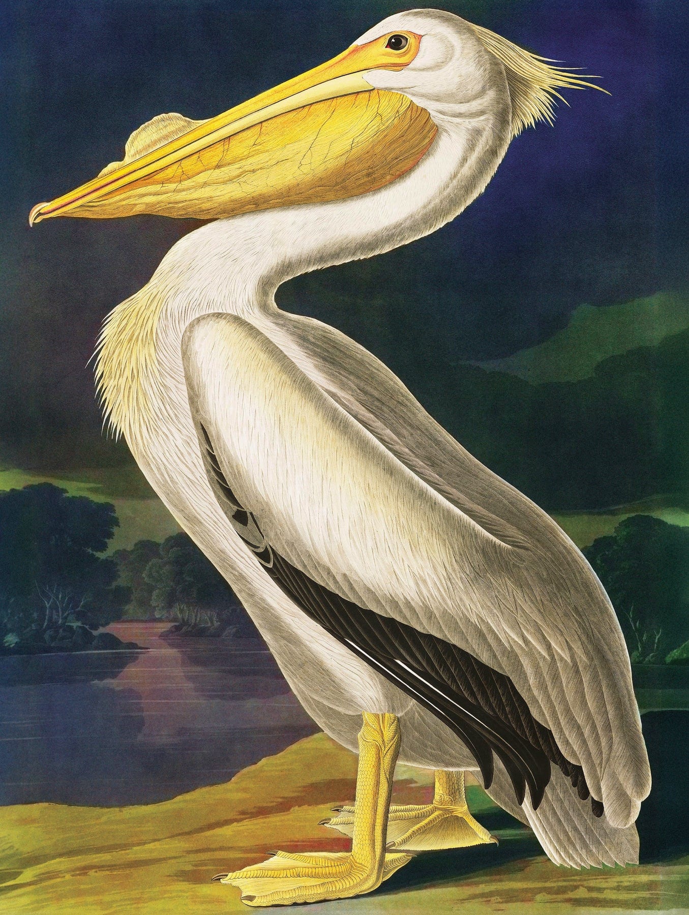 Majestic Pelican