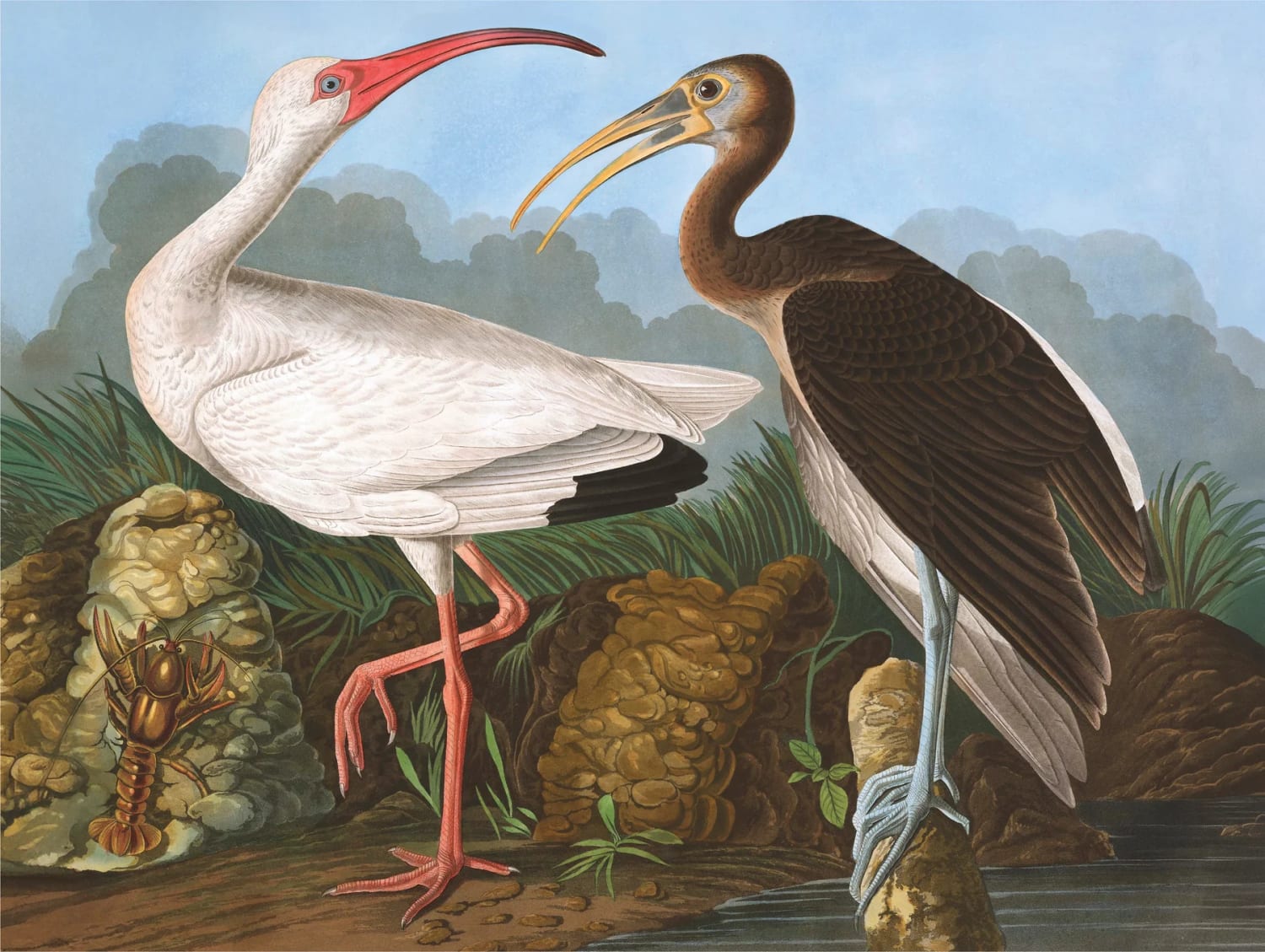 White Ibis