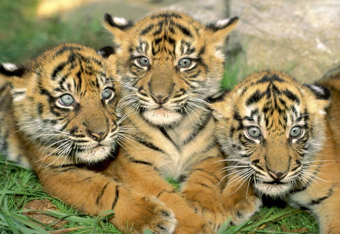 Tiger Cubs Photography Jigsaw Puzzle