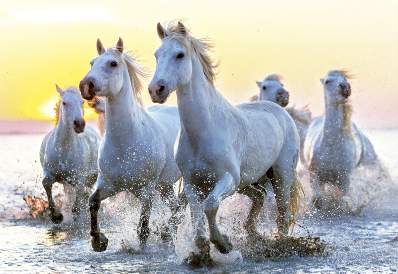 White Horses At Sunset Horse Jigsaw Puzzle