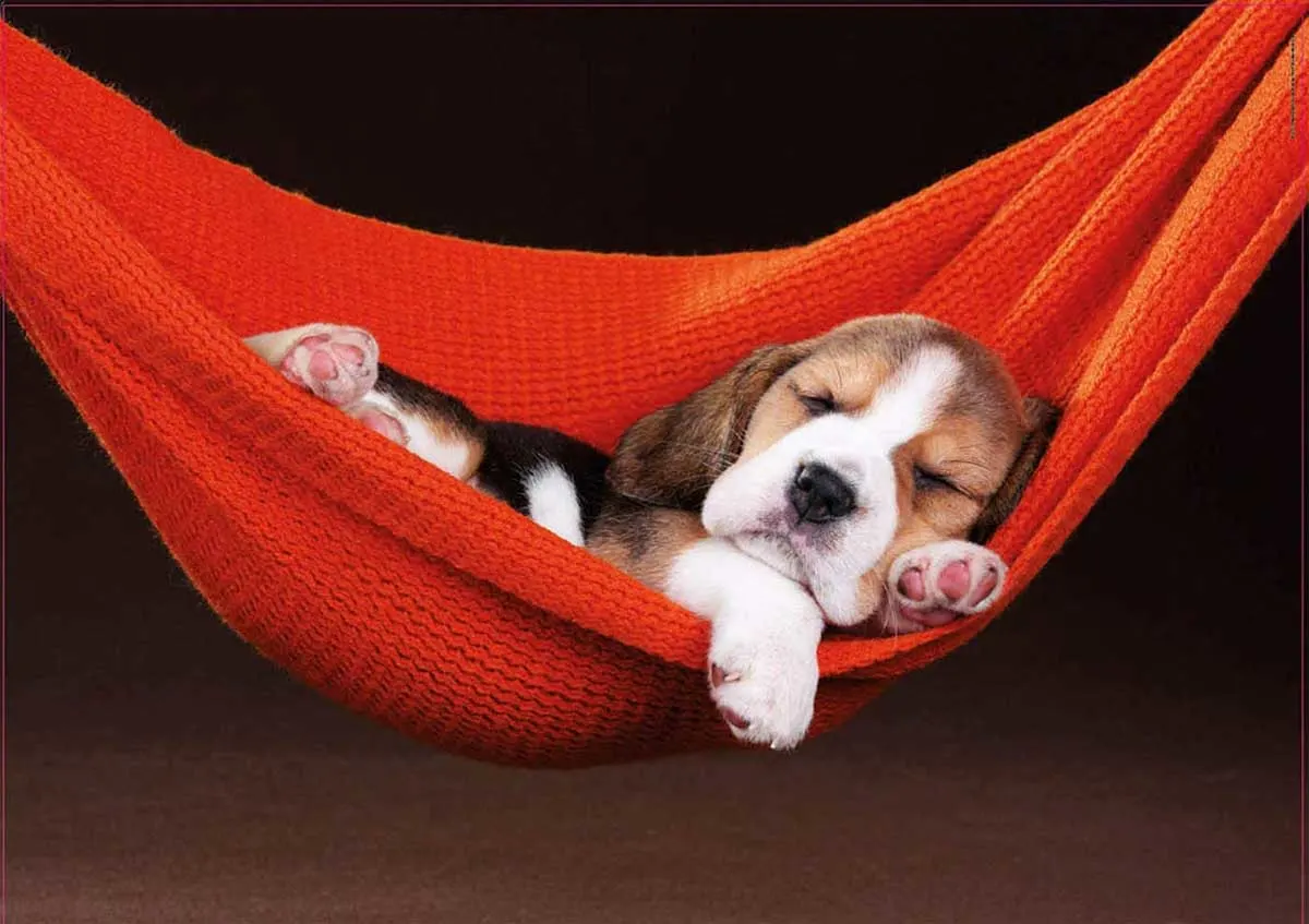 Sleeping In A Hammock Dogs