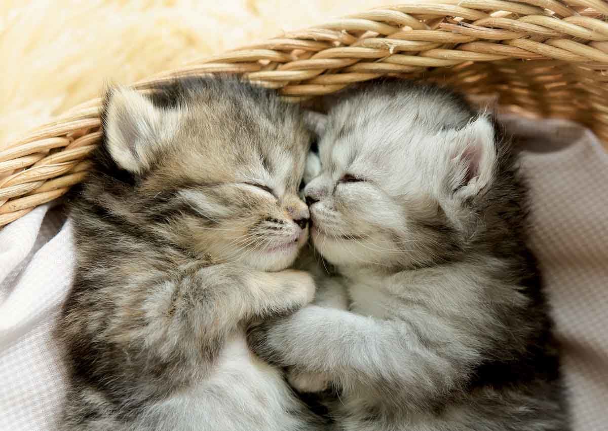 Sweet Kittens Cats