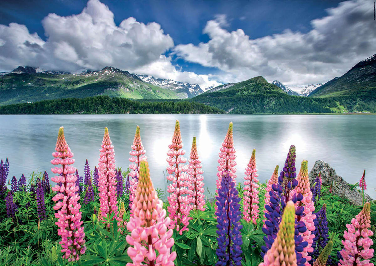 Lupins On The Shores Of Lake Sils, Switzerland Europe