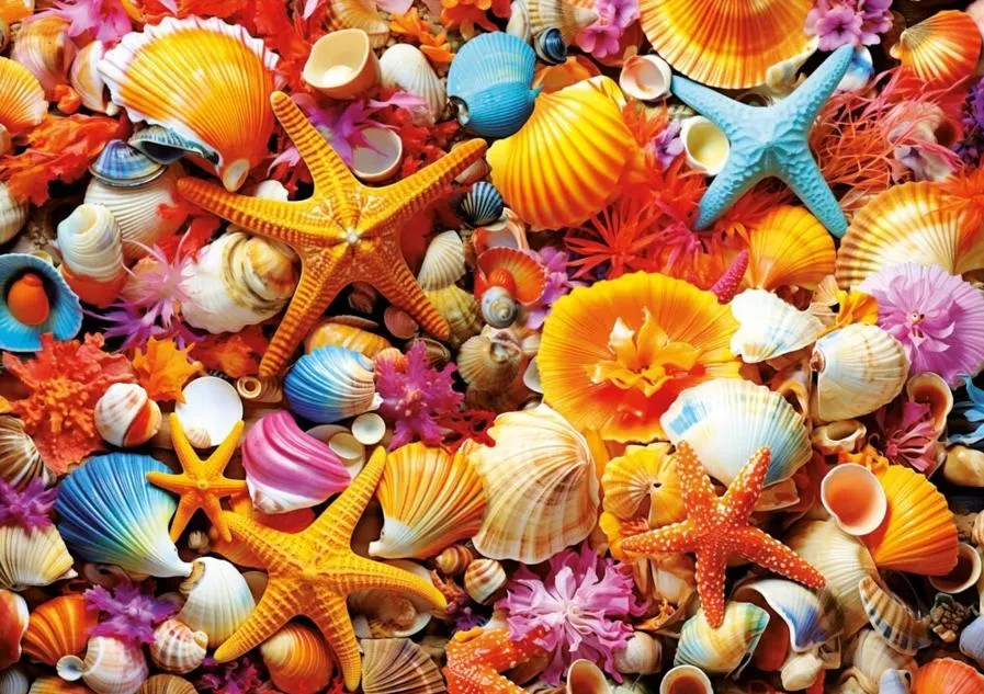 Shell Collage Collage