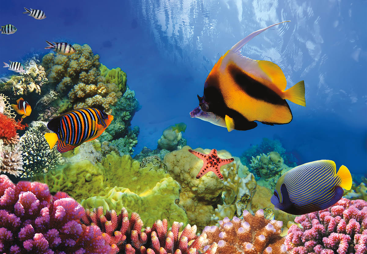 Coral Reef Sea Life