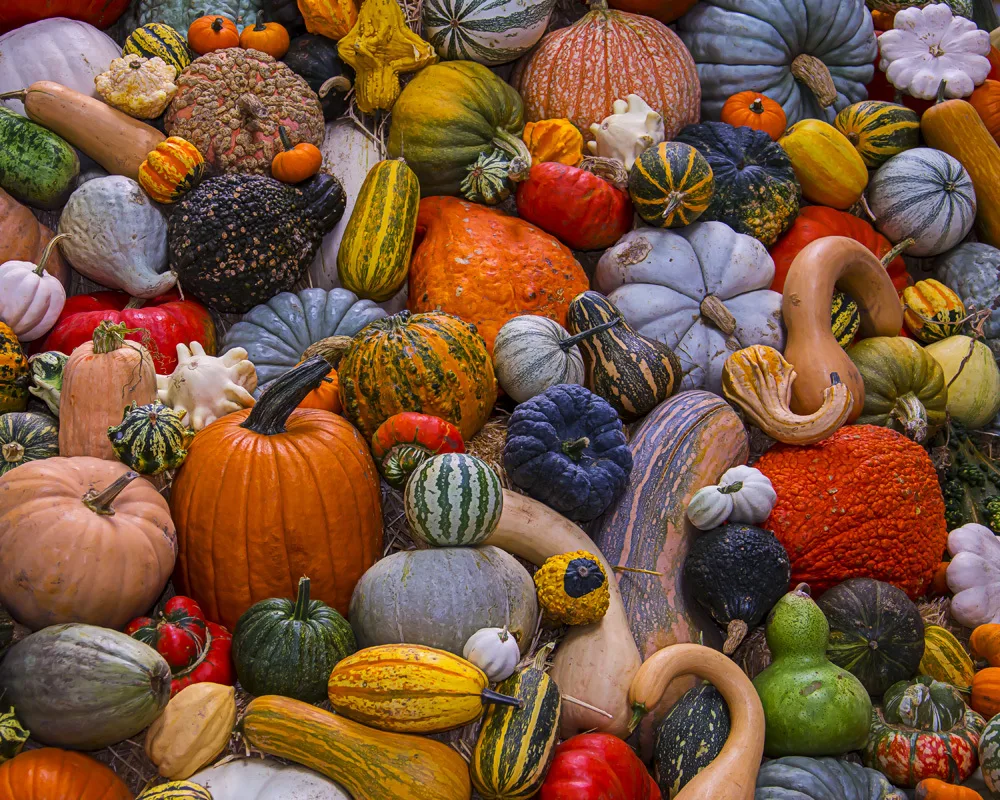 Autumn Harvest - 1000 Piece Jigsaw Puzzle by Vermont