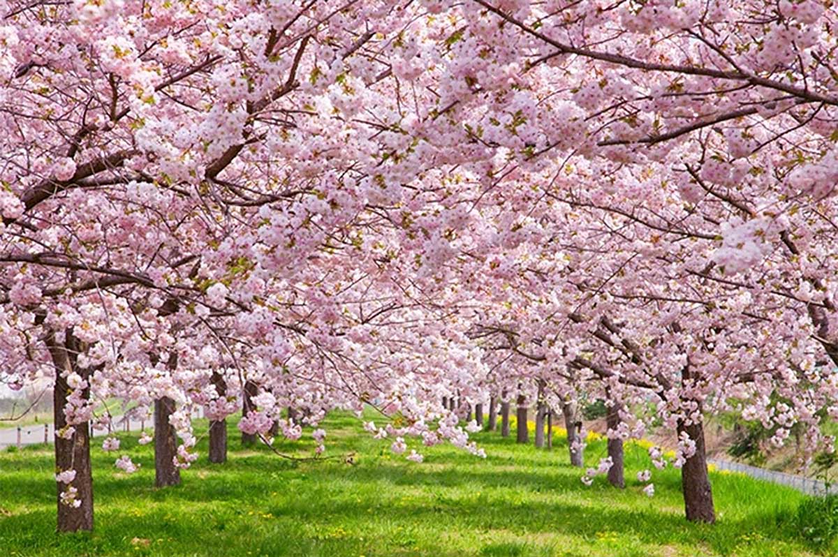 Cherry Blossom Flower & Garden Jigsaw Puzzle