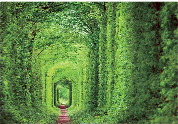 Tunnel Of Love Flower & Garden Jigsaw Puzzle