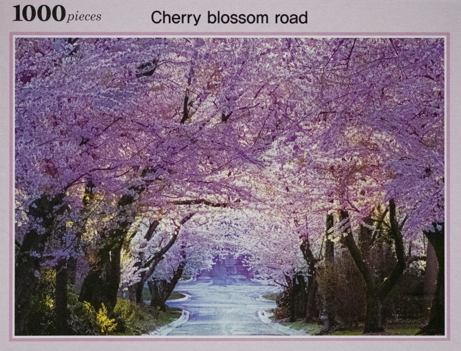 Cherry Blossom Road